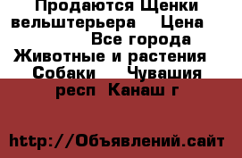 Продаются Щенки вельштерьера  › Цена ­ 27 000 - Все города Животные и растения » Собаки   . Чувашия респ.,Канаш г.